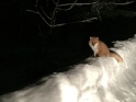 Kitsune - Hokkaido Fox